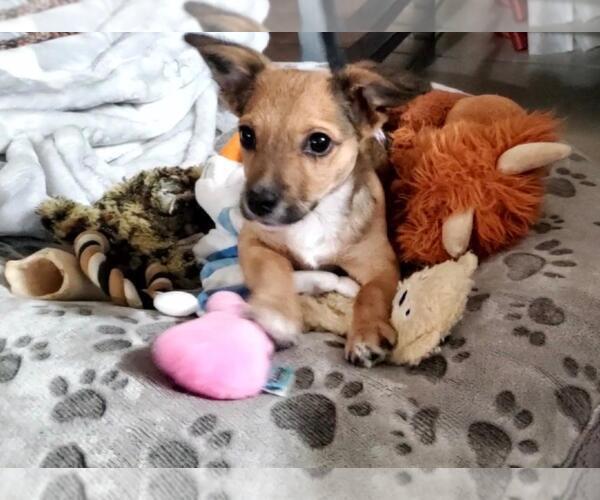 Medium Photo #2 Chiweenie Puppy For Sale in Los Angeles, CA, USA