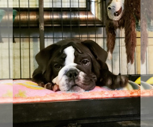 Bulldog Puppy for sale in DICKINSON, TX, USA