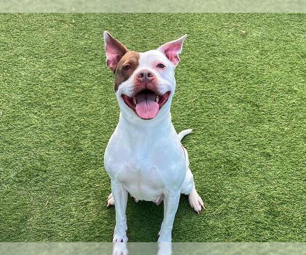 Medium Photo #2 Mutt Puppy For Sale in Orange, CA, USA