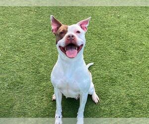 ROCA - Female Mutt Dog for Adoption - Photo #2
