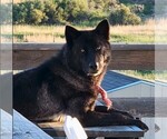 Small Photo #6 Wolf Hybrid Puppy For Sale in LAMAR, CO, USA