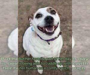 Boochie TX - Female Mutt Dog for Adoption - Photo #9