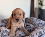 Small #11 Golden Retriever