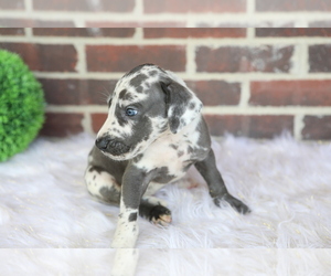 Great Dane Puppy for sale in GOSHEN, IN, USA