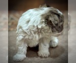 Small #6 Schnauzer (Miniature)