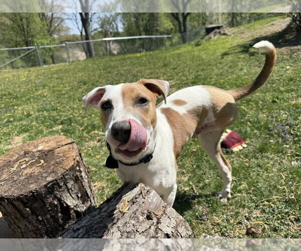 Medium Photo #9 Mutt Puppy For Sale in St. Louis Park, MN, USA