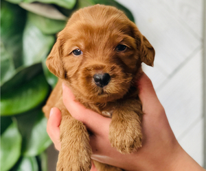 Australian Labradoodle Puppy for Sale in PORT ORCHARD, Washington USA