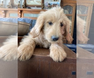 Goldendoodle Puppy for Sale in FYFFE, Alabama USA