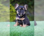 Small #1 French Bulldog