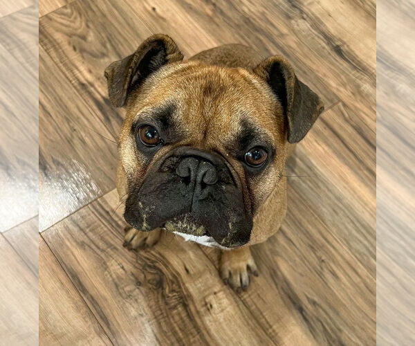 Medium Photo #4 French Bulldog Puppy For Sale in St. Louis Park, MN, USA