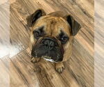 Small #3 French Bulldog