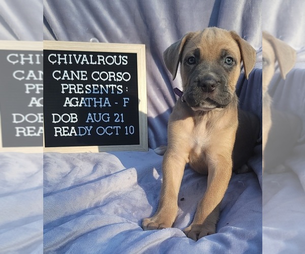 Medium Photo #9 Cane Corso Puppy For Sale in MINERAL WELLS, WV, USA