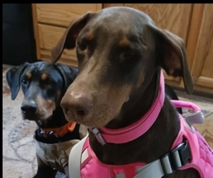 Mother of the Doberman Pinscher puppies born on 05/31/2025