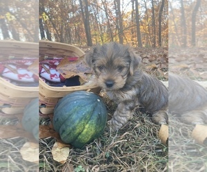 Yorkshire Terrier Puppy for Sale in MIDTOWN, Tennessee USA