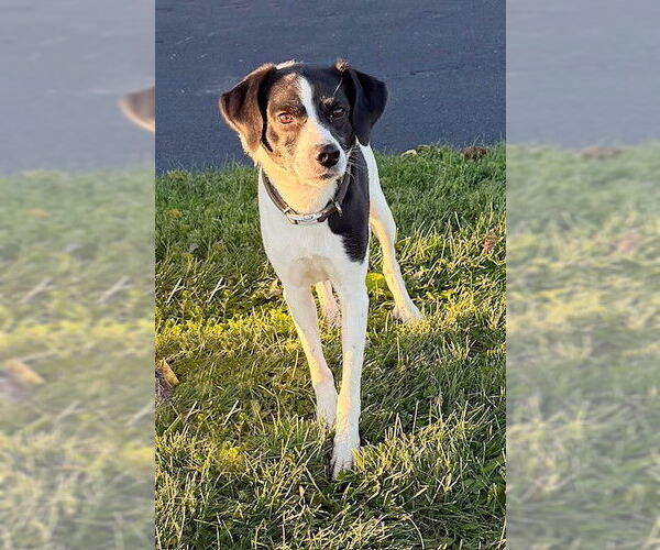 Medium Photo #2 Mutt Puppy For Sale in Genesee, WI, USA