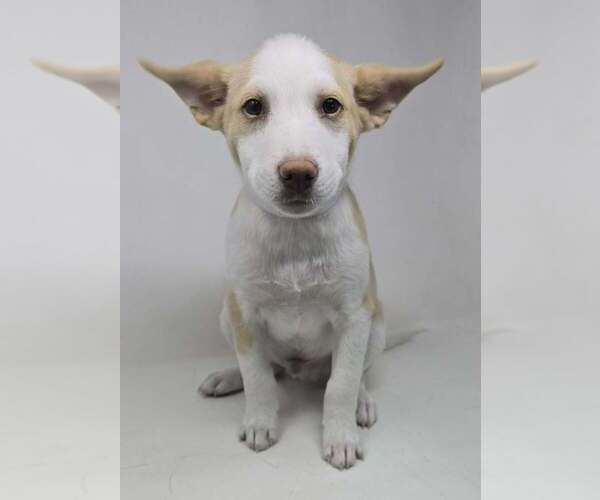 Medium Photo #3 Basenji-Labrador Retriever Mix Puppy For Sale in Brewster, NY, USA