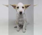 Small #2 Basenji-Labrador Retriever Mix