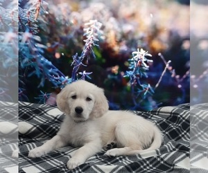 Golden Retriever Puppy for sale in BARK RIVER, MI, USA