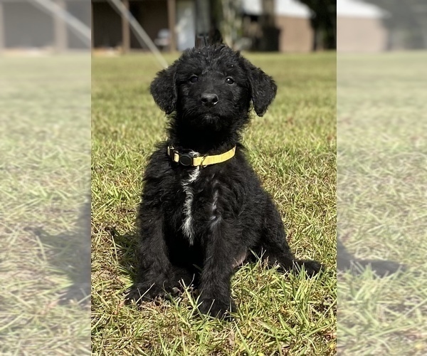Medium Photo #3 Shepadoodle Puppy For Sale in POPLARVILLE, MS, USA