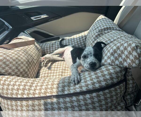 Medium Photo #3 Mutt Puppy For Sale in Brewster, NY, USA