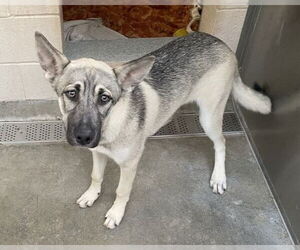 German Shepherd Dog-Unknown Mix Dogs for adoption in Orange, CA, USA