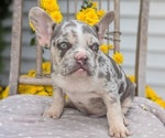 Small Photo #25 French Bulldog Puppy For Sale in GOSHEN, IN, USA