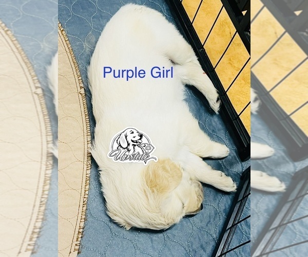 Medium Photo #4 Golden Retriever Puppy For Sale in BOILING SPGS, SC, USA