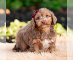 Small #4 Yorkipoo