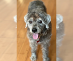 Small Photo #2 Poodle (Miniature)-Unknown Mix Puppy For Sale in San Diego, CA, USA