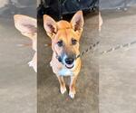 Small #1 Australian Kelpie-Basenji Mix