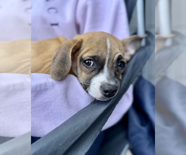 Medium Photo #7 Chug Puppy For Sale in Corona, CA, USA