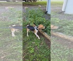 Small #1 Beagle
