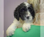 Small #3 Spaniel Mix