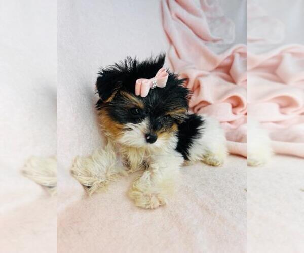 Medium Photo #1 Yorkshire Terrier Puppy For Sale in PEMBROKE PINES, FL, USA