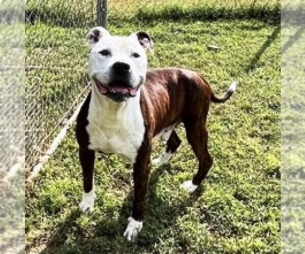 Medium Photo #2 Bull-Boxer Puppy For Sale in Fairfax, VA, USA