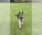 Small #1 German Shepherd Dog
