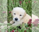 Small #10 English Cream Golden Retriever