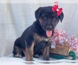 German Shepherd Dog-Unknown Mix Puppy for sale in LAKELAND, FL, USA