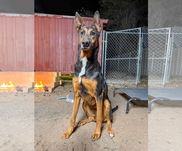 Medium Photo #5 German Shepherd Dog Puppy For Sale in Devine, TX, USA