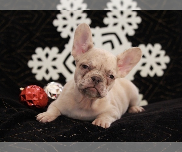 Medium Photo #4 French Bulldog Puppy For Sale in APPLE CREEK, OH, USA