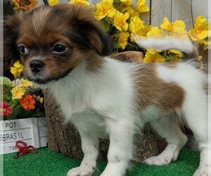 Shih Tzu Puppy for sale in HAMMOND, IN, USA