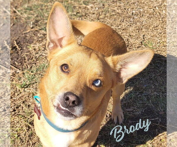 Medium Photo #1 Chihuahua-Unknown Mix Puppy For Sale in HOUSTON, TX, USA