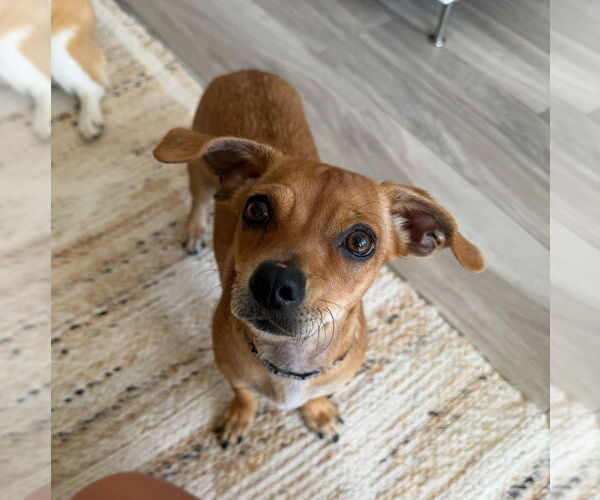 Medium Photo #5 Dachshund-Unknown Mix Puppy For Sale in Weston, FL, USA