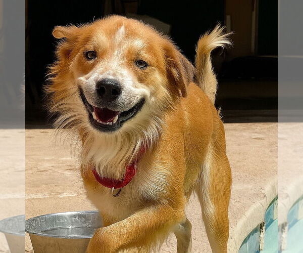 Medium Photo #1 Mutt Puppy For Sale in Vail, AZ, USA