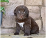 Small #3 Newfoundland