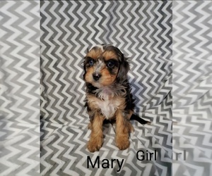 Cavapoo Puppy for sale in HENDERSON, NV, USA