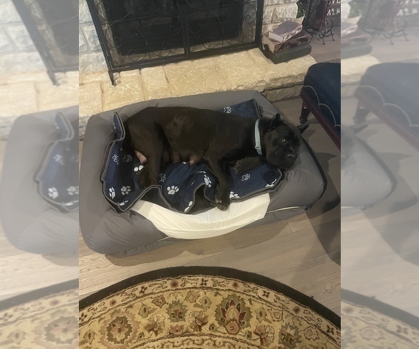 Medium Photo #1 Cane Corso Puppy For Sale in OKLAHOMA CITY, OK, USA