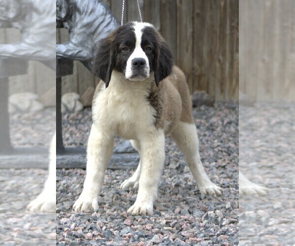 Medium Photo #1 Saint Bernard Puppy For Sale in DENVER, CO, USA
