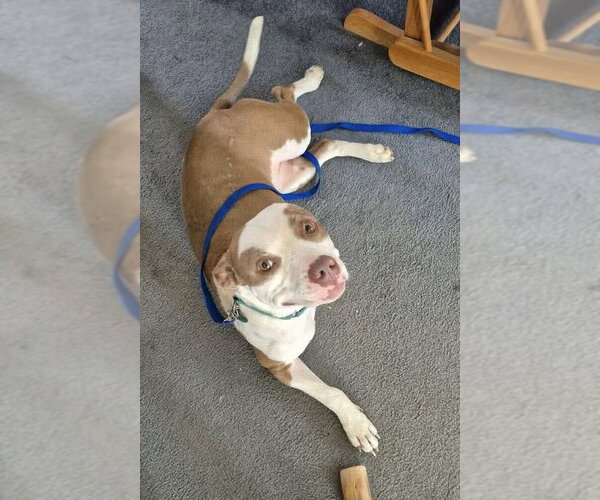 Medium Photo #1 American Pit Bull Terrier-Unknown Mix Puppy For Sale in Germantown, OH, USA