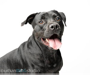 American Bandogge mastiff Dogs for adoption in Tampa, FL, USA